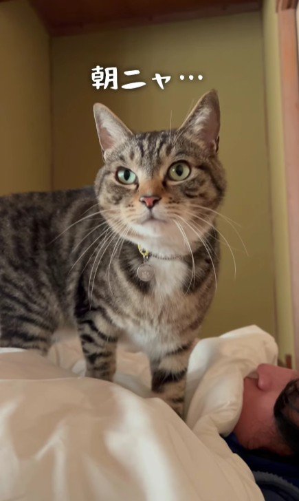 飼い主を起こす猫