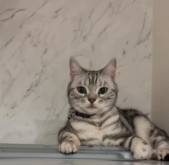 白い壁の前にいる猫