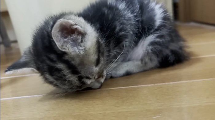 寝落ちするミックスくん