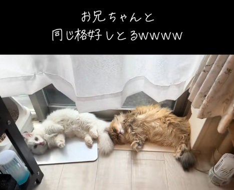 一緒のポーズで寝ている2匹のミヌエット猫