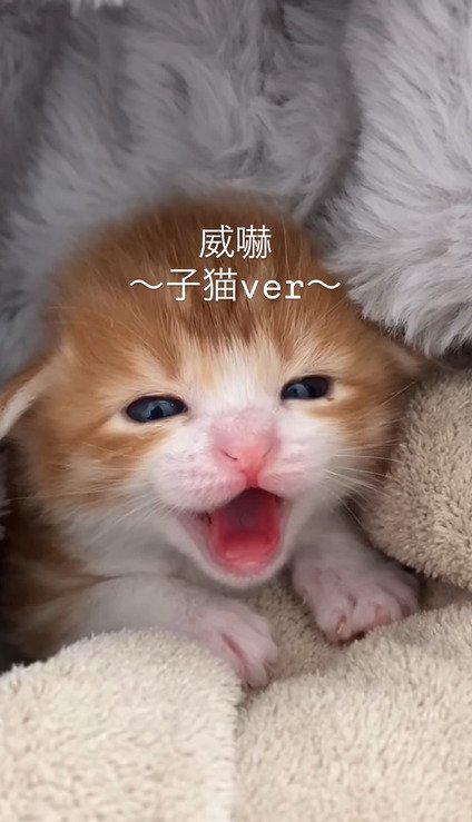 毛布に包まれながら口を大きく開けるむぎくん