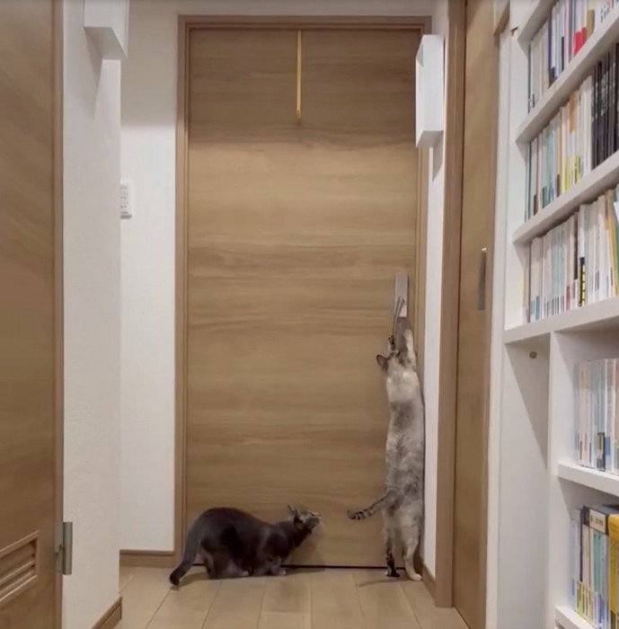 ドアに向かって両手を伸ばす猫