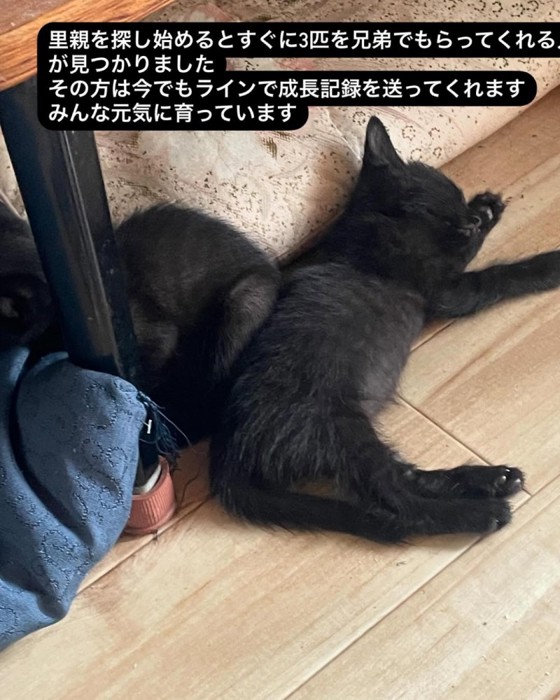 寝ている黒色の子猫