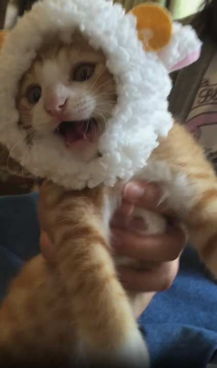 被り物をかぶる子猫