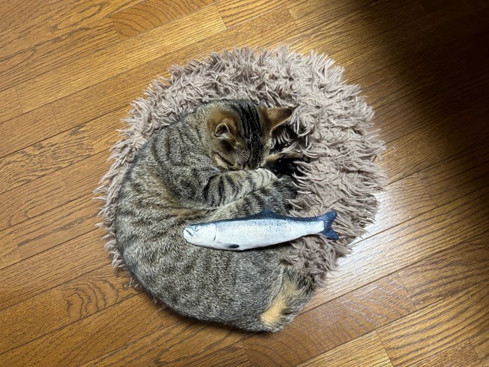 クッションからお尻がはみ出したキジトラ