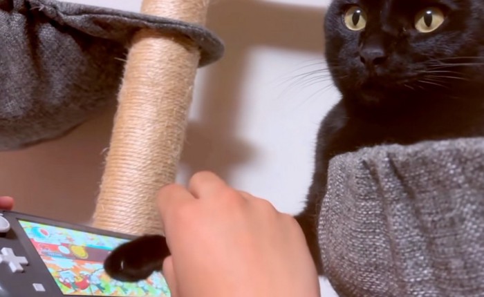 少し上を向く猫