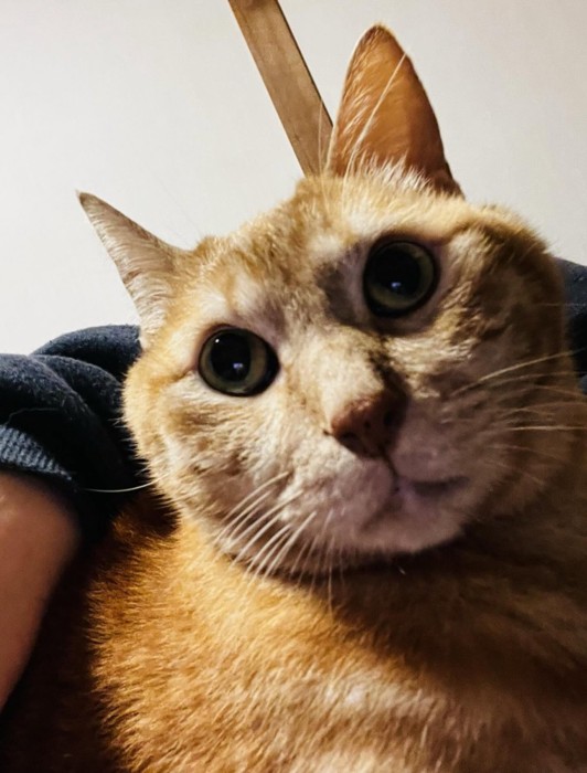 抱っこされる猫