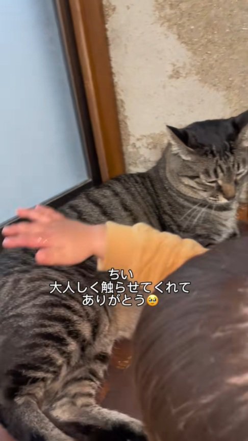 おりこうさんなちーすけくん