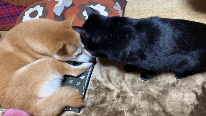 上から