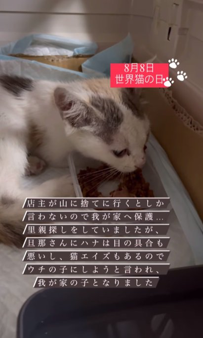 ごはんを食べる子猫