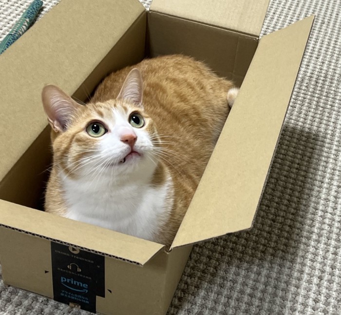 ダンボールに入るクウちゃん