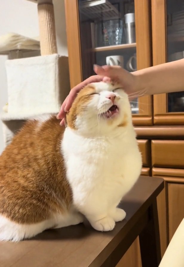 幸せそうなおみそちゃん