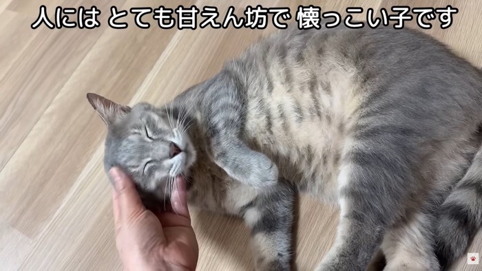 テロップ「人にはとても～」