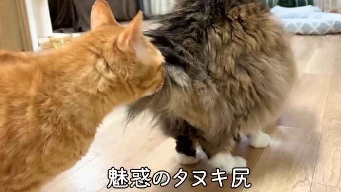 「魅惑のタヌキ尻」