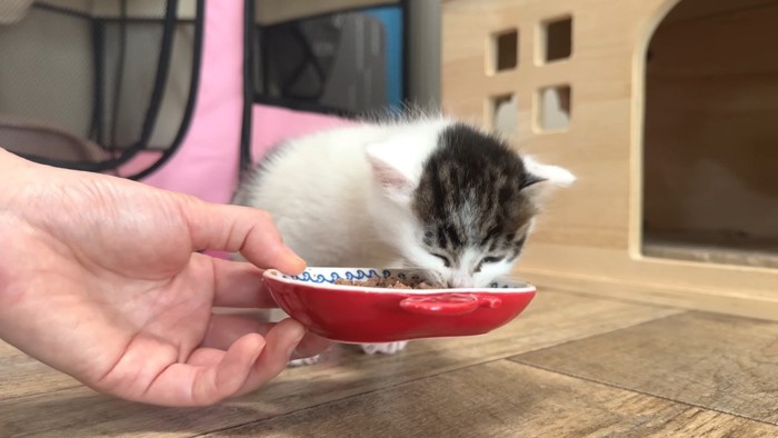 お皿を持ち上げて