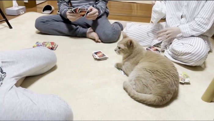 家族たちが遊んでいるカードゲームの捨て札の上に座るクリーム色の猫