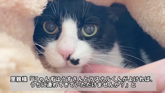 毛布にくるまる猫