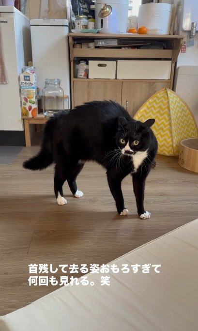 やんのかステップをする猫