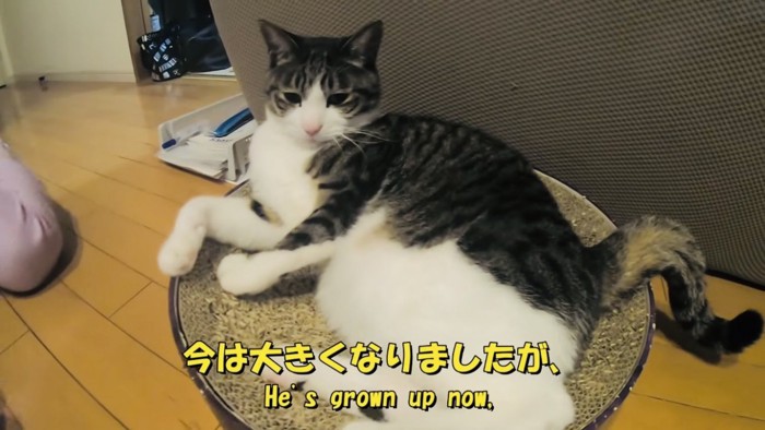 爪とぎの上でくつろぐキジシロ猫