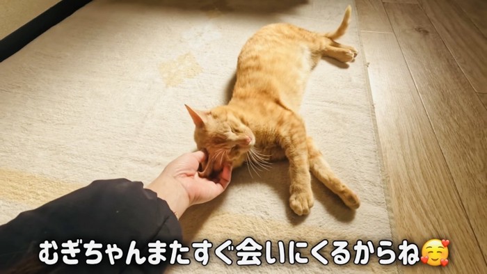 ママに撫でられる子猫