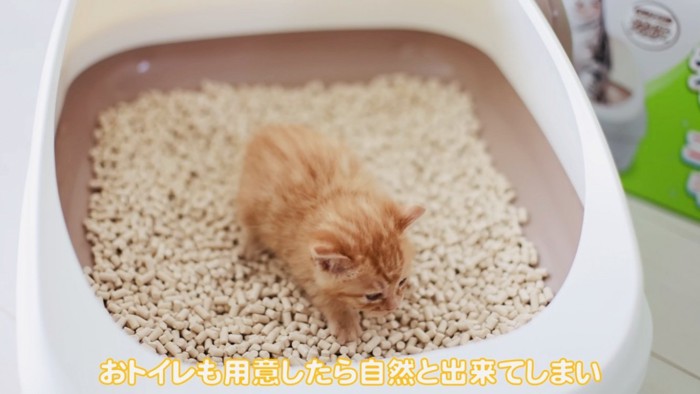 トイレをする赤ちゃん猫