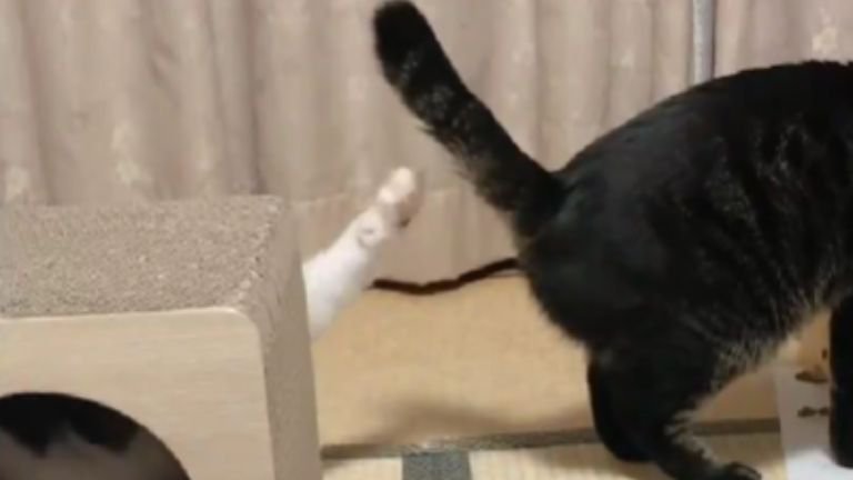 ご飯を食べている猫に手を伸ばす猫