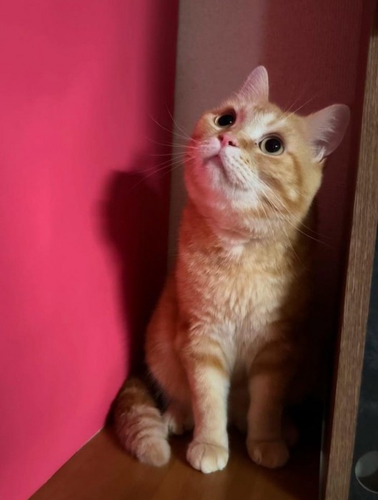 見上げる茶トラ