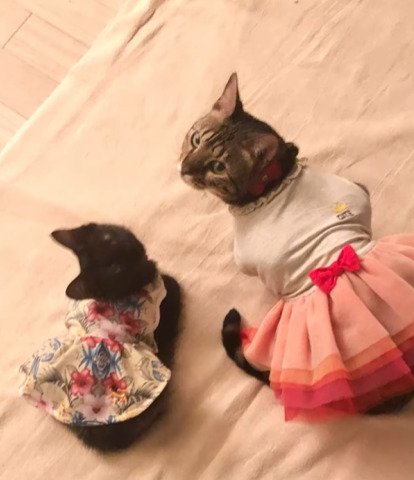 並んで見上げる2匹の猫