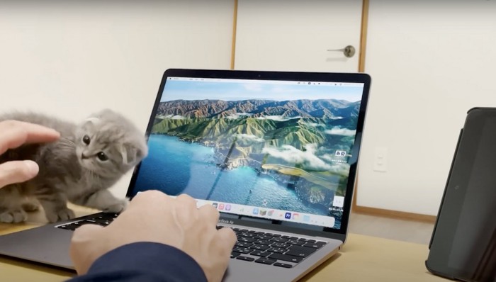 子猫を触る人間の手