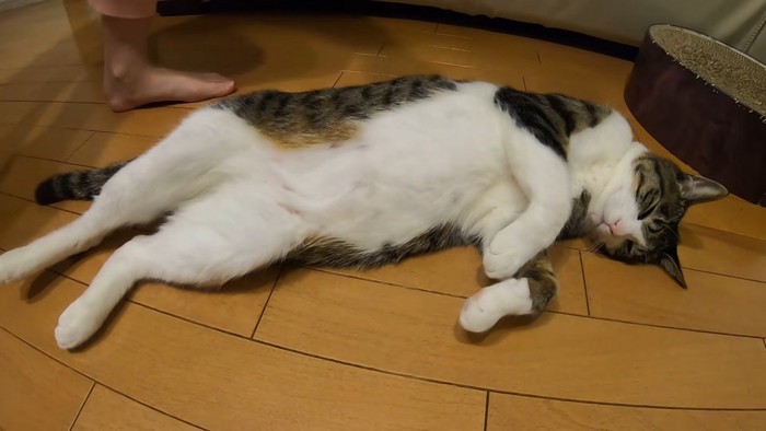 仰向けに寝ている猫と子供の足