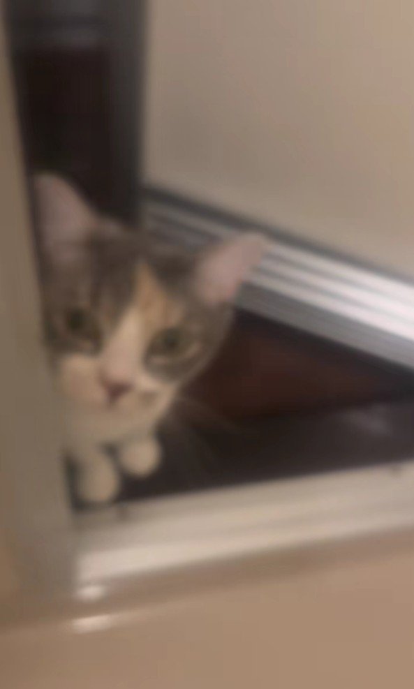 お風呂に駆けつけた猫