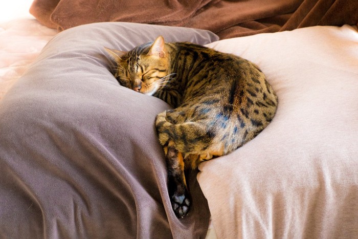 眠るベンガル猫