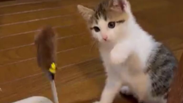 猫じゃらしで遊ぶ子猫