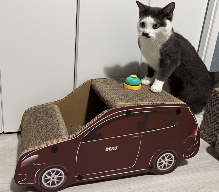 弟のプランスくん