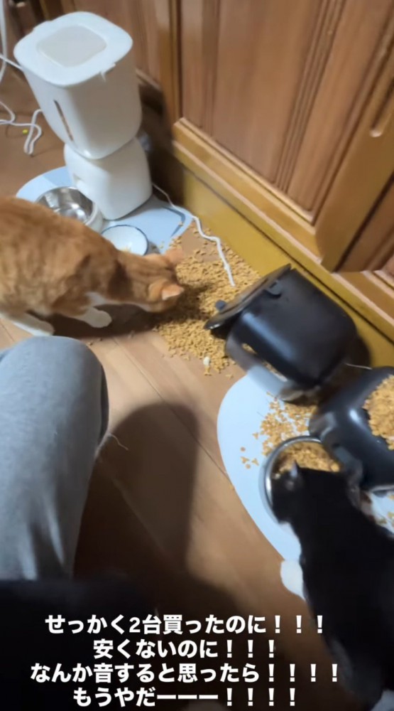 黙々と床に落ちたごはんを食べる猫たち