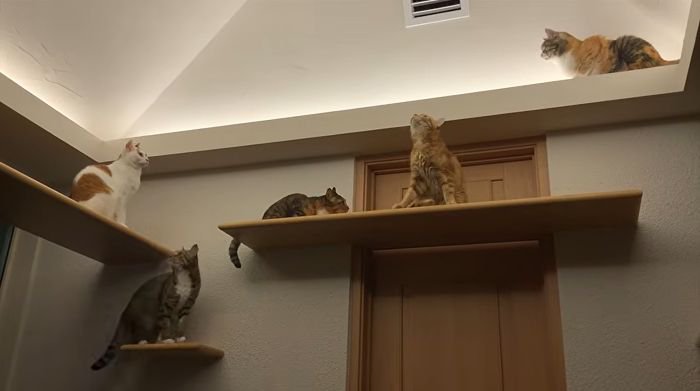 集まってくる猫たち
