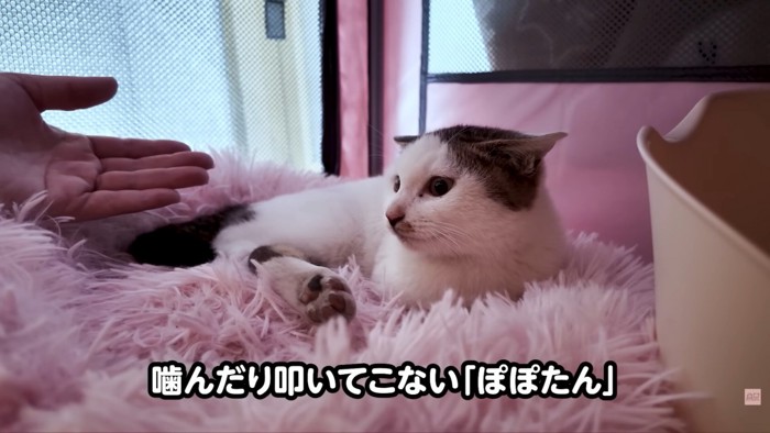 テロップ「噛んだり叩いて~」