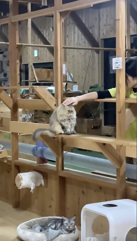 まん丸な猫を触る飼い主さん