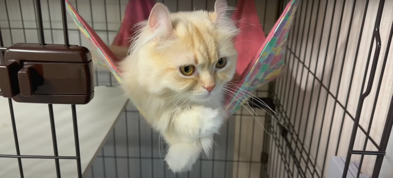 横になっている猫%％ベッドでくつろぐさつきちゃん