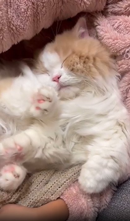 斜め下を向いて寝ている猫