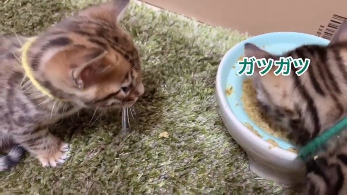 離乳食をひとりで食べる子猫