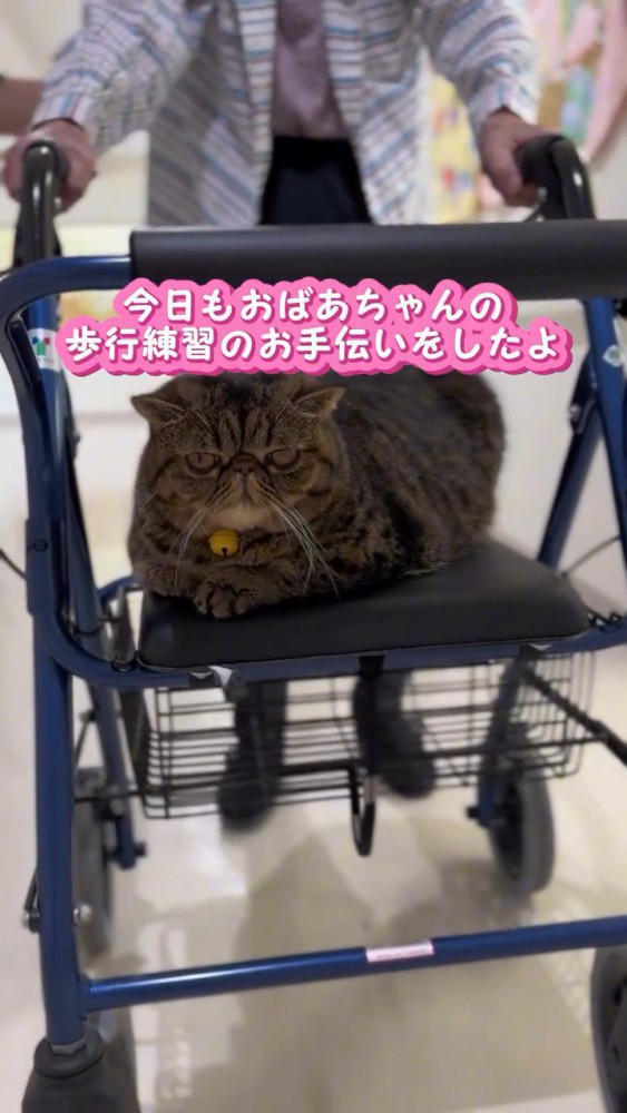 歩行器に乗る猫