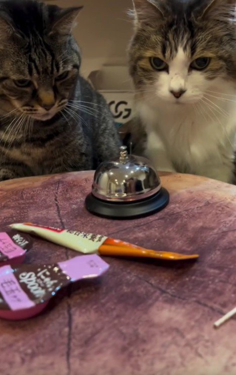 ベルを見る2匹の猫