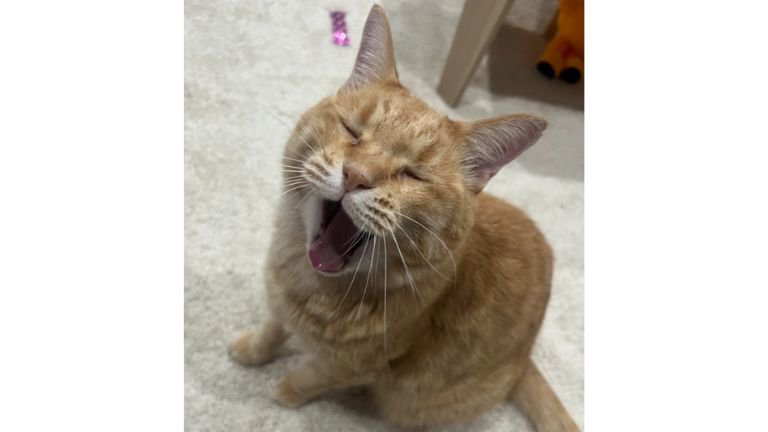 あくびしている猫