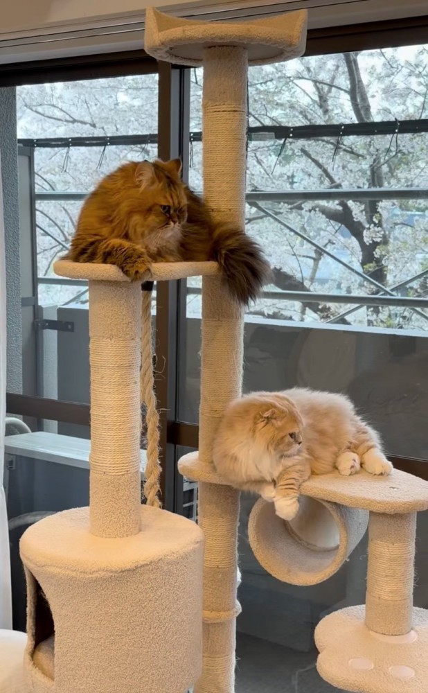 2匹の猫