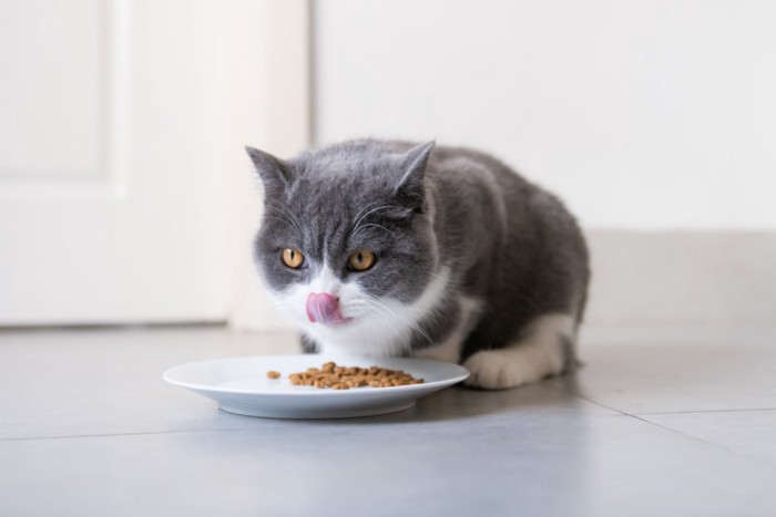 ご飯を食べている猫