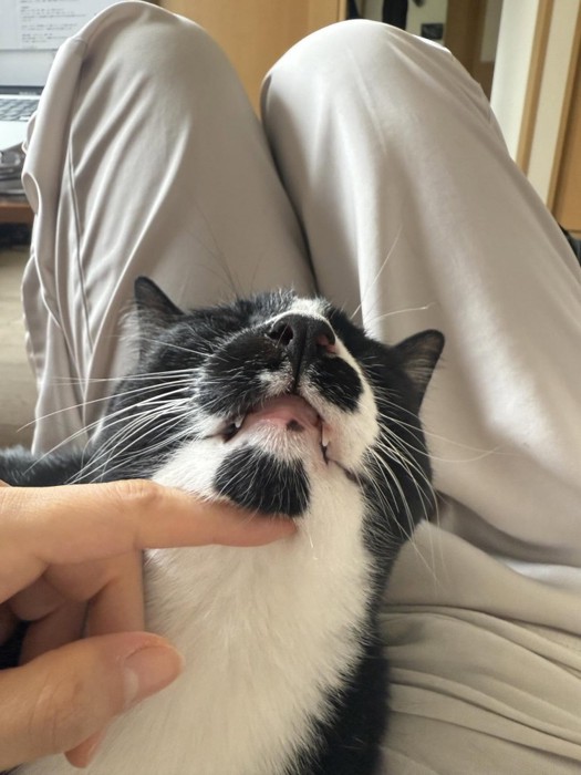 膝にのっている白黒猫