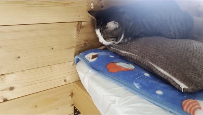 枕の上で目を閉じているキジ白猫