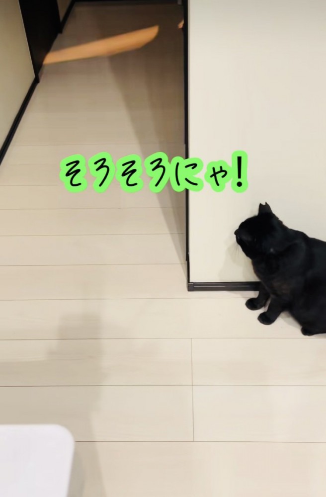 廊下の影でお父さんを待ち伏せする黒猫