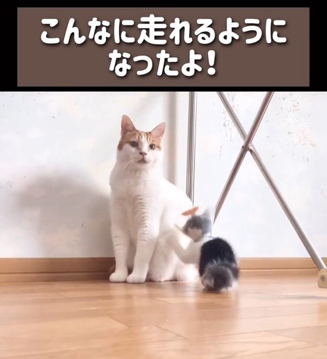 成猫に触る子猫